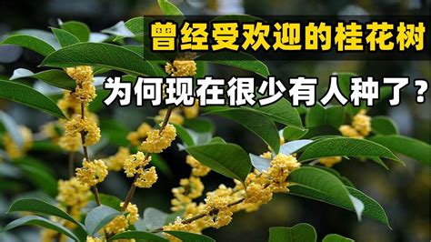 家種桂花|【種桂花】桂花種植不藏私！從新手到達人，在家就能。